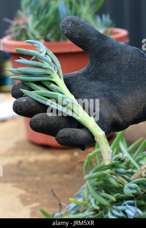 Blue Chalk Sticks saftig oder bekannt als Senecio Mandraliscae, blaue Finger Sukkulenten Stockfoto