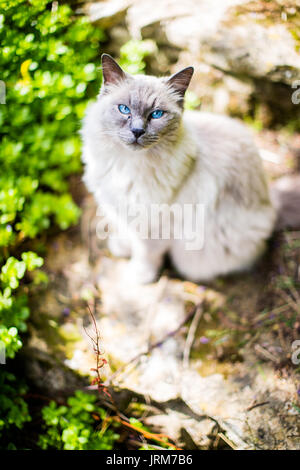 Ragdoll Katze Stockfoto