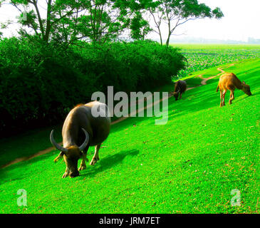 Drei Büffel grasen in der Flanke Deich Stockfoto