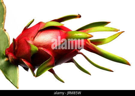 Drachenfrucht auf weißem Hintergrund Stockfoto