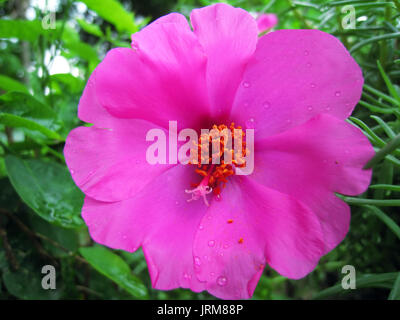 Ein rosa Blumen blühen am Nachmittag Stockfoto