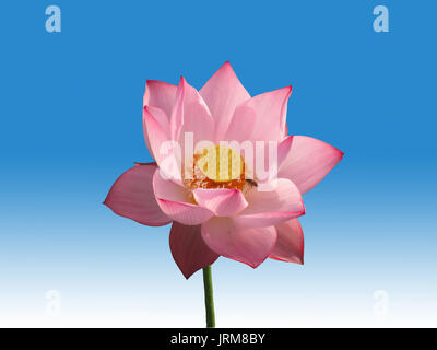 Pink Lotus Blume auf blauem und weißem Hintergrund Stockfoto