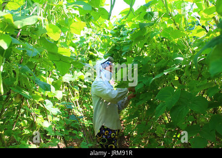 HAI DUONG, VIETNAM, APRIL, 14.: Frau Kommissionierung Erbsen im Garten am April 14, 2015 Hai Duong, Vietnam. Stockfoto