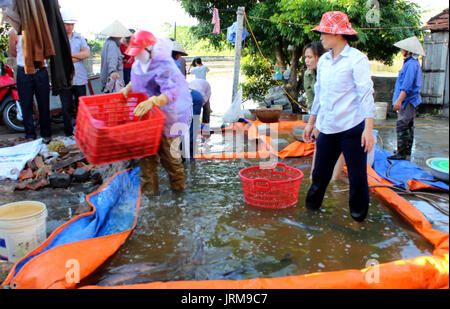 HAI DUONG, VIETNAM, November 20: Asiatische fischer Ernte Fisch am 20. November 2013 in Hai Duong, Vietnam Stockfoto