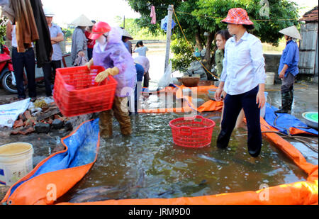 HAI DUONG, VIETNAM, November 20: Asiatische fischer Ernte Fisch am 20. November 2013 in Hai Duong, Vietnam Stockfoto