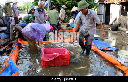 HAI DUONG, VIETNAM, November 20: Asiatische fischer Ernte Fisch am 20. November 2013 in Hai Duong, Vietnam Stockfoto