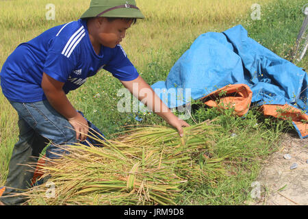 Haiduong, Vietnam, Juni 8, 2015: Bauern Reis der Ernte in einem Feld Stockfoto