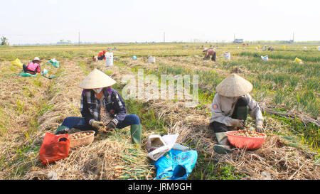 HAI DUONG, VIETNAM, Januar, 2: Landwirte Zwiebel Ernte auf dem Feld am Januar 2, 2015 in Hai Duong, Vietnam Stockfoto