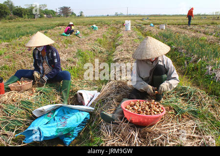 HAI DUONG, VIETNAM, Januar, 2: Landwirte Zwiebel Ernte auf dem Feld am Januar 2, 2015 in Hai Duong, Vietnam Stockfoto