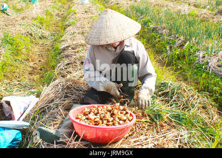 HAI DUONG, VIETNAM, Januar, 2: Landwirte Zwiebel Ernte auf dem Feld am Januar 2, 2015 in Hai Duong, Vietnam Stockfoto