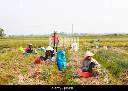 HAI DUONG, VIETNAM, Januar, 2: Landwirte Zwiebel Ernte auf dem Feld am Januar 2, 2015 in Hai Duong, Vietnam Stockfoto