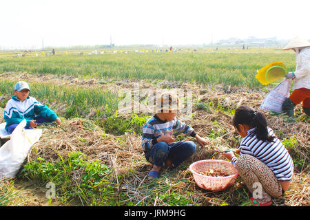 HAI DUONG, VIETNAM, Januar, 2: Landwirte Zwiebel Ernte auf dem Feld am Januar 2, 2015 in Hai Duong, Vietnam Stockfoto