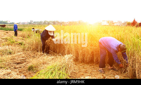 HAI DUONG, VIETNAM, November, 6: Vietnamesische Bauern ernten auf einem Reisfeld am 6. November 2013 in Hai Duong, Red River Delta, Vietnam. Reis cultivati Stockfoto