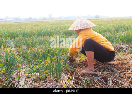 HAI DUONG, VIETNAM, Januar, 2: Landwirte Zwiebel Ernte auf dem Feld am Januar 2, 2015 in Hai Duong, Vietnam Stockfoto