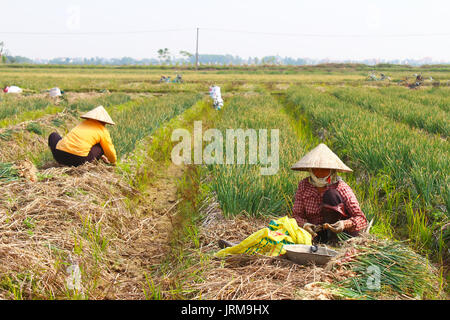 HAI DUONG, VIETNAM, Januar, 2: Landwirte Zwiebel Ernte auf dem Feld am Januar 2, 2015 in Hai Duong, Vietnam Stockfoto