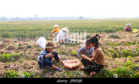 HAI DUONG, VIETNAM, Januar, 2: Landwirte Zwiebel Ernte auf dem Feld am Januar 2, 2015 in Hai Duong, Vietnam Stockfoto