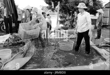 HAI DUONG, VIETNAM, November 20: Asiatische fischer Ernte Fisch am 20. November 2013 in Hai Duong, Vietnam Stockfoto