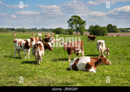 Rote und weiße Holstein friesische Kühe grasen auf Grünland. Stockfoto