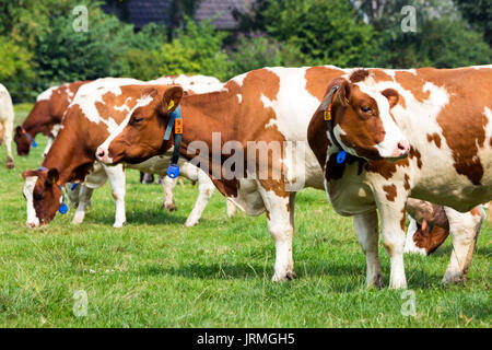 Rote und weiße Holstein friesische Kühe grasen auf Grünland. Stockfoto