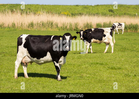 Schwarzbunte friesische Kühe grasen auf Grünland. Stockfoto
