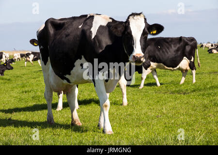 Schwarzbunte friesische Kühe grasen auf Grünland. Stockfoto