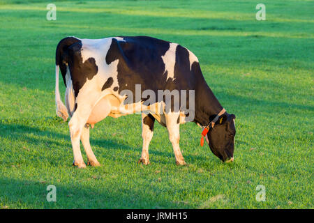 Schwarzbunte friesische Kühe grasen auf Grünland. Stockfoto