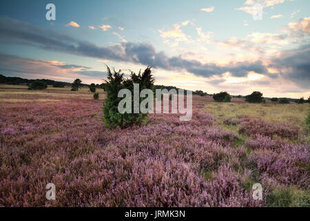 Sonnenuntergang über blühende Heide im Sommer Stockfoto