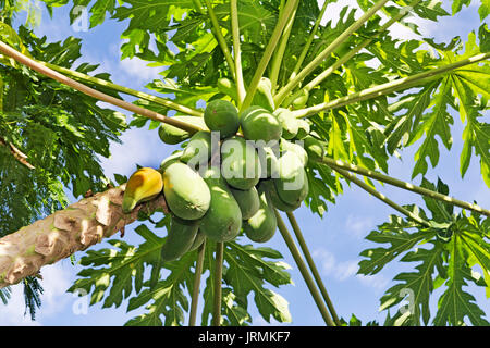 Viele organische Papayas am Baum Stockfoto