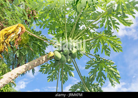 Viele organische Papaya am Baum Stockfoto