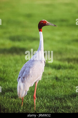 Sarus Crane, (antigone Antigone), Keoladeo Ghana National Park, bharatpur, Rajasthan, Indien Stockfoto