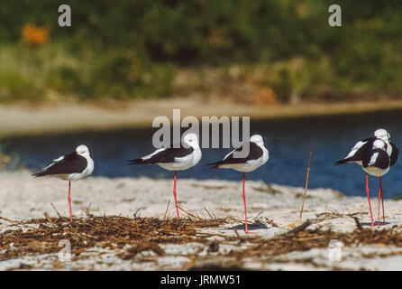 Gruppe von Black-Winged Stelzenläufer (Himantopus himantopus), Roosting auf einer Sandbank, Byron Bay, New South Wales, Australien Stockfoto