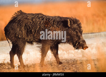 Indisches Wildschwein, Sus scrofa cristatus, Velavadar-Nationalpark, Gujarat, Indien Stockfoto