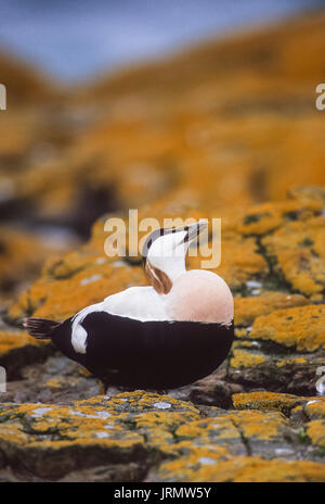 Männliche gemeinsame Eiderente (Somateria mollissima, Ente), auf Felsen mit Flechte Aufruf zu paaren, Farne Islands, Northumbria, Britische Inseln, Großbritannien Stockfoto