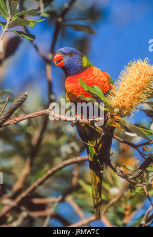 Rainbow Lorikeet, (trichoglossus Moluccanus), Fütterung auf Nektar von Callistemon bottlebrush (), New South Wales, Australien Stockfoto