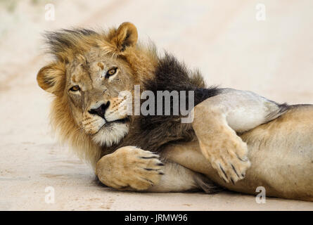 Löwe (Panthera leo), schwarz unbewachtes Kalahari Mann, auf der Straße, Kalahari Wüste, Kgalagadi Transfrontier Park, Südafrika Stockfoto