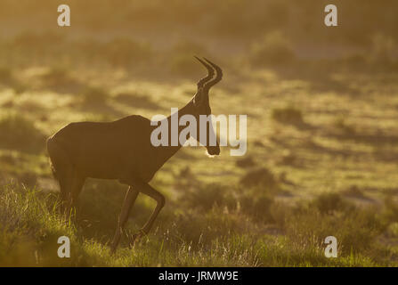 Red Hartebeest (Alcelaphus buselaphus caama), Morgenlicht, Kalahari Wüste, Kgalagadi Transfrontier Park, Südafrika Stockfoto