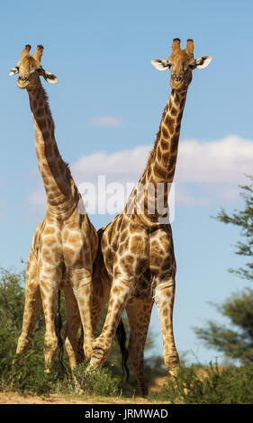 Zwei südlichen Giraffen (Giraffa giraffa), kämpfende Männer, Kalahari Wüste, Kgalagadi Transfrontier Park, Südafrika Stockfoto