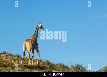 Südliche Giraffe (Giraffa giraffa), männlich, Roaming, Kalahari Wüste, Kgalagadi Transfrontier Park, Südafrika Stockfoto