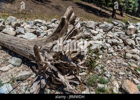 Treibholz am Ufer des Pend Oreille River. Stockfoto