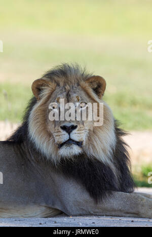 Löwe (Panthera leo), schwarz unbewachtes Kalahari männlich, Ausruhen, Regenzeit mit grüner Umgebung, Porträt, Kalahari Wüste Stockfoto