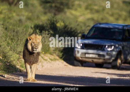 Löwe (Panthera leo), schwarz unbewachtes Kalahari Lion, Männer gehen auf der Straße, dahinter ein touristische Fahrzeug auf eine Pirschfahrt, die Regenzeit Stockfoto