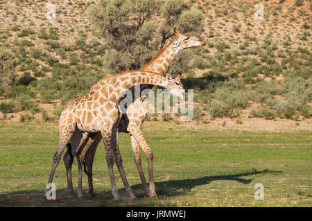 Zwei südlichen Giraffen (Giraffa giraffa), kämpfende Männer, Regenzeit mit grüner Umgebung, Kalahari Wüste Stockfoto