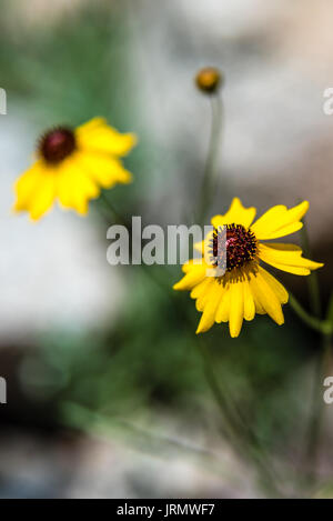 Black-Eyed Susan wildflower im Pioneer Park, Washington State. Stockfoto