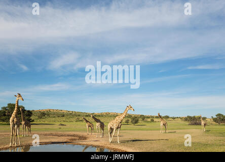 Südliche Giraffen (Giraffa giraffa), Rinder, an Regenwasser Pool in der Auob versammelt, Riverbed, Regenzeit mit grüner Umgebung Stockfoto