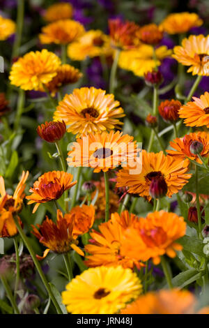 Calendula officinalis Blumen. Stockfoto