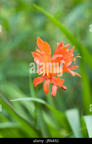 Crocosmia im Englischen Garten. Stockfoto