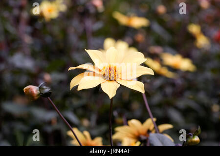 Dahlie Sommernächte. Stockfoto