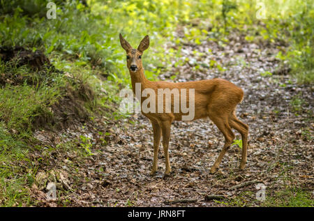 Junge Rehe im Wald Stockfoto