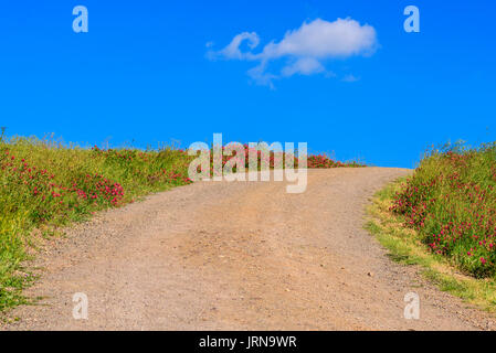 Dirt Road, die von bunten Wildflower gegen den blauen Himmel im Frühjahr Saison umgeben. Stockfoto