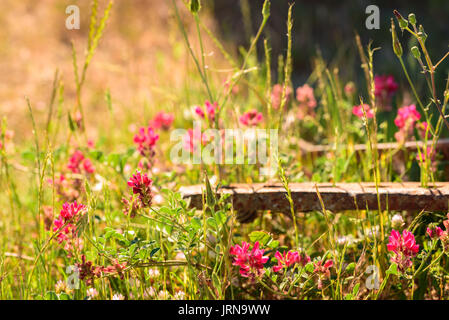 Lila Wildblumen im Vordergrund mit einer rostigen Eisenstange im Hintergrund Stockfoto